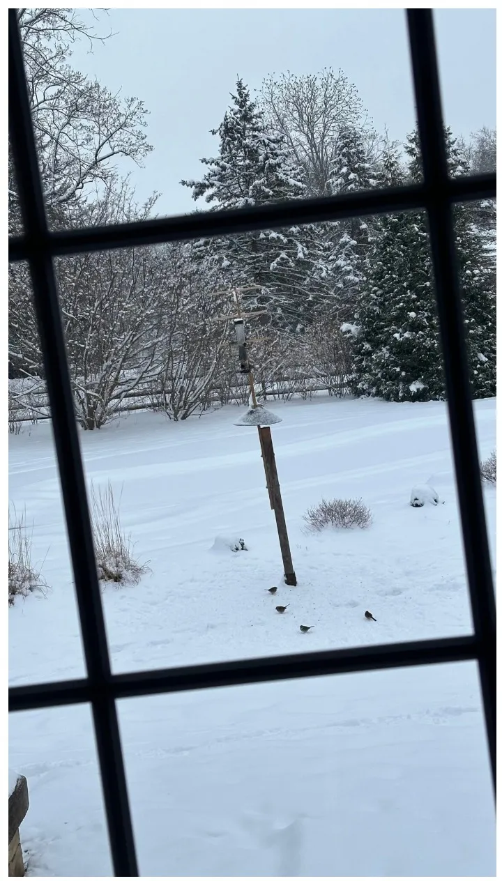 A snow-covered backyard seen through a window, with birds gathered at a feeder