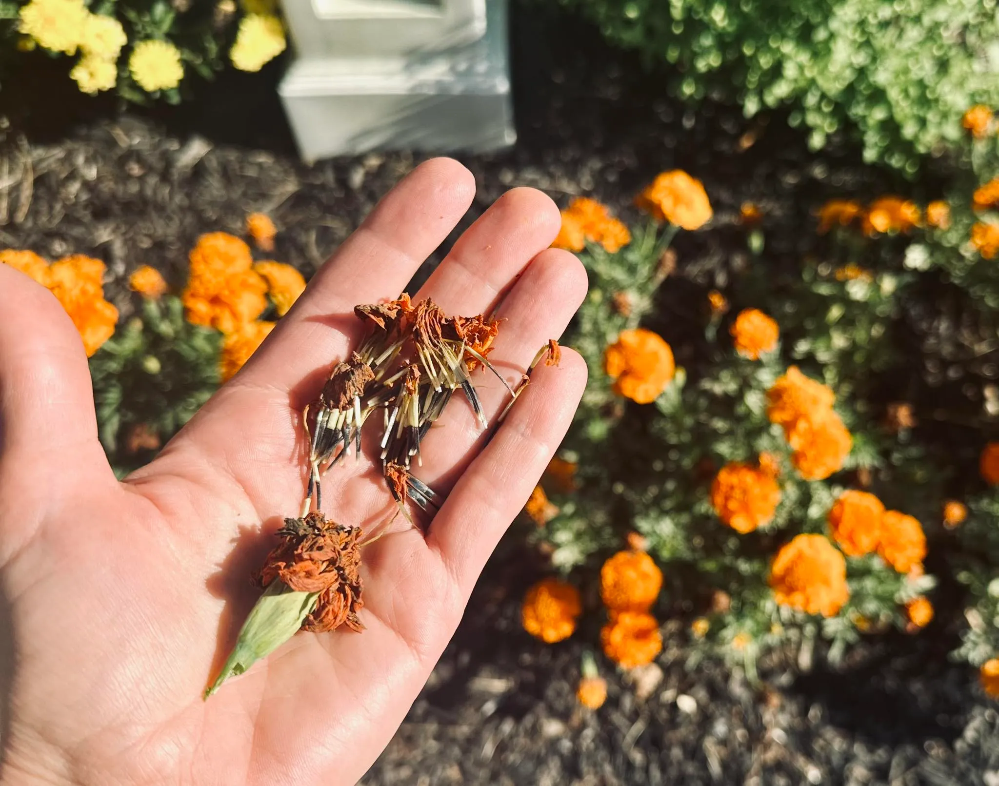 A cluster of bright orange and yellow marigolds in full bloom beside a mailbox