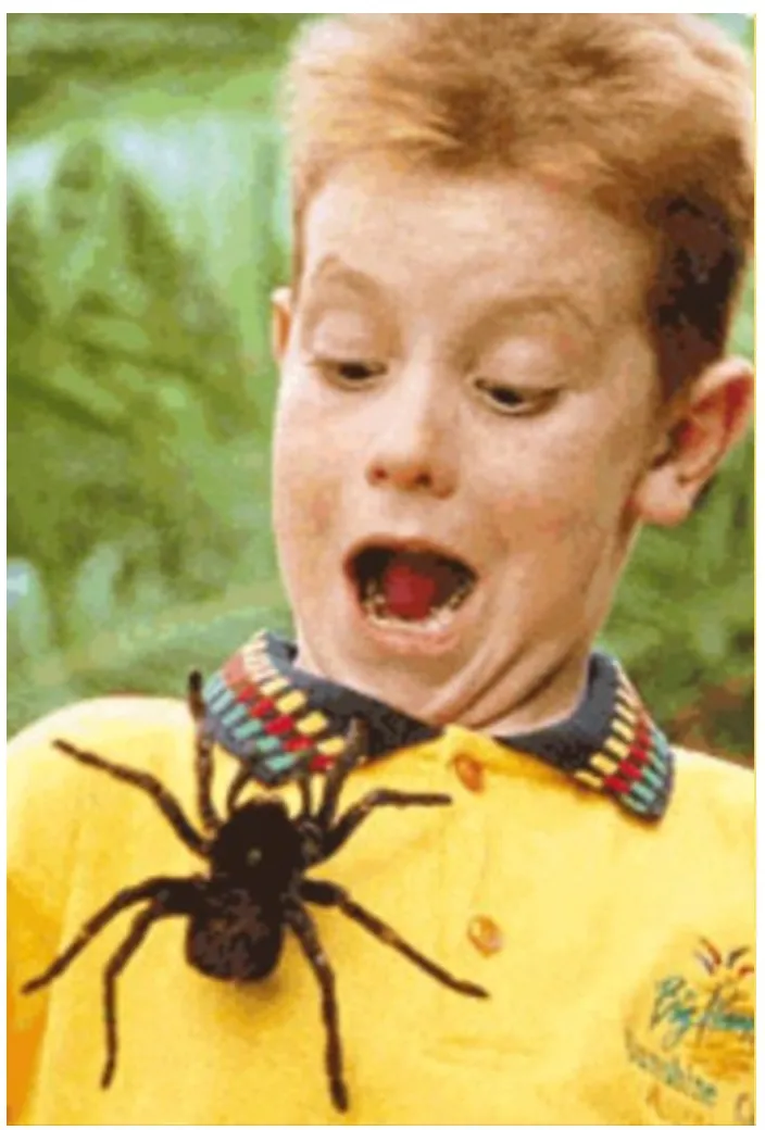 A small spider crawling up a young boy’s arm as he looks at it calmly