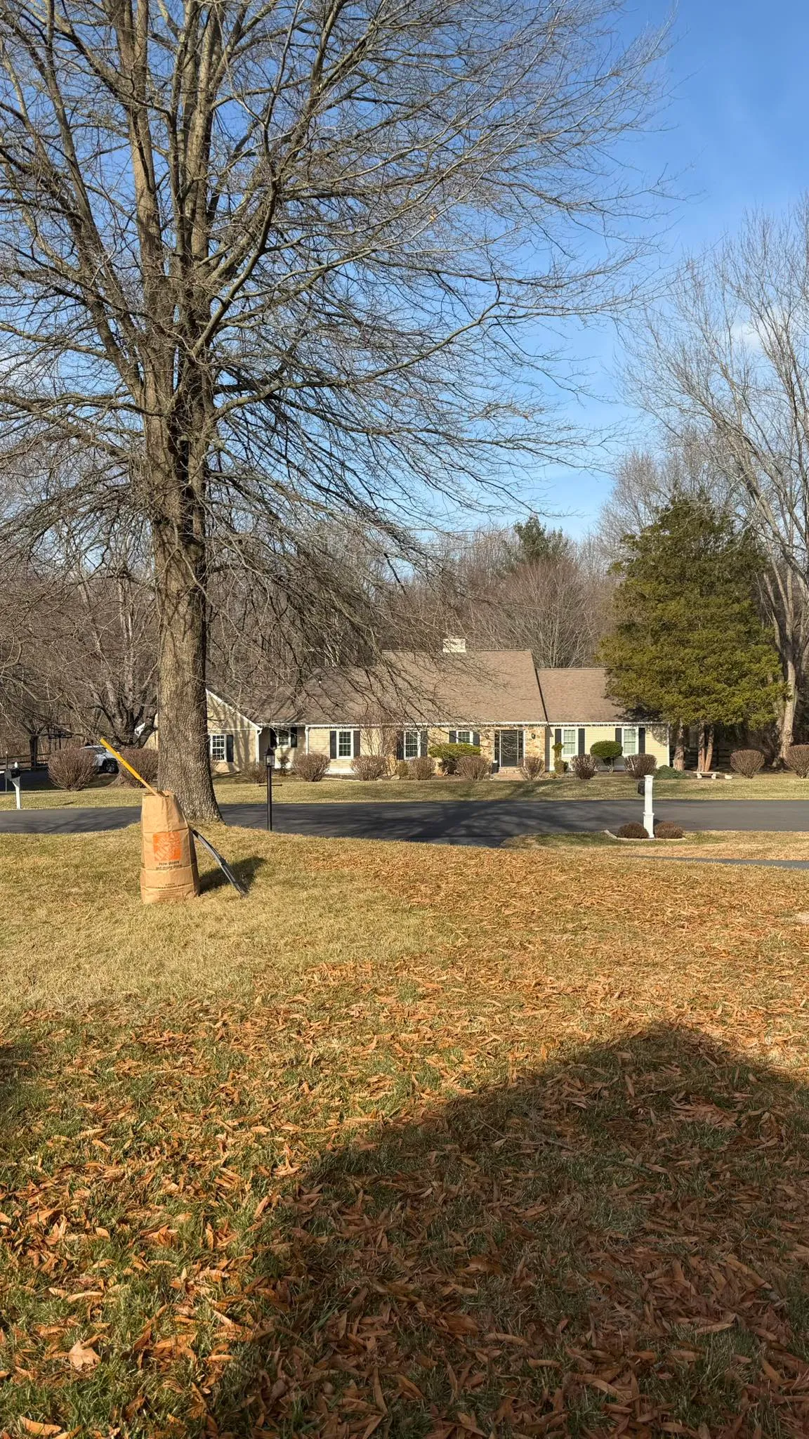 A bare tree in front of a house with a scattering of fallen autumn leaves on the lawn