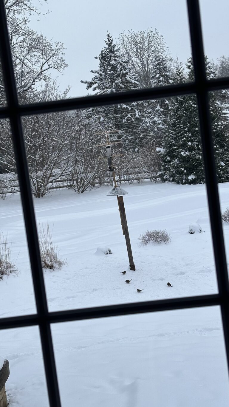 Bird Feeder and Birds